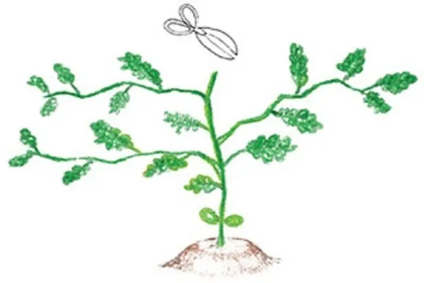 способы и приёмы выращивания дыни в теплице. выращивание дыни в теплице. 4