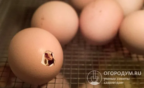 инкубатор предназначен для инкубации племенного яйца домашней птицы
