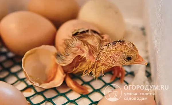 инкубатор предназначен для инкубации племенного яйца домашней птицы в подсобном хозяйстве