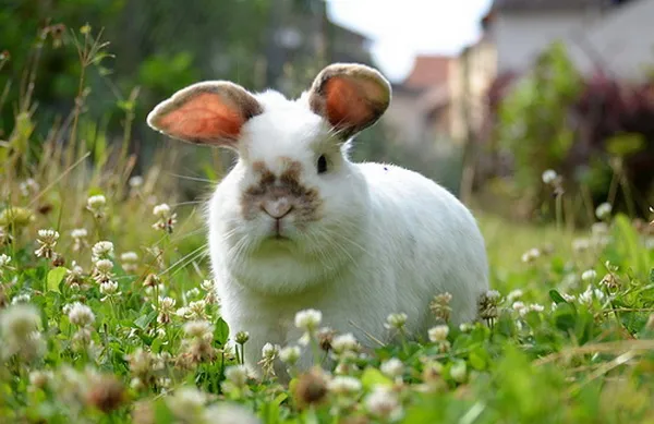 зеленый корм для кроликов у себя на участке