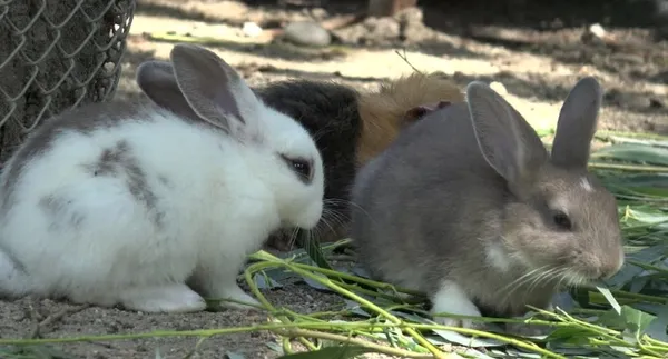 кролики едят траву