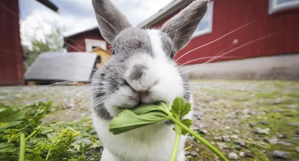 кролик ест свежую траву