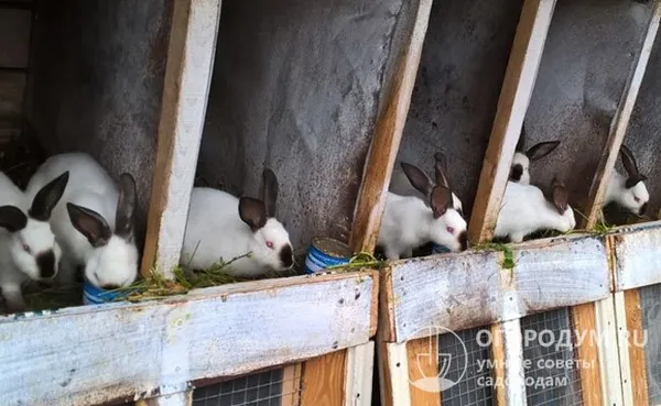 непривередливые к условиям содержания кроли хорошо чувствуют себя в вольерах, подвалах и специальных ямах