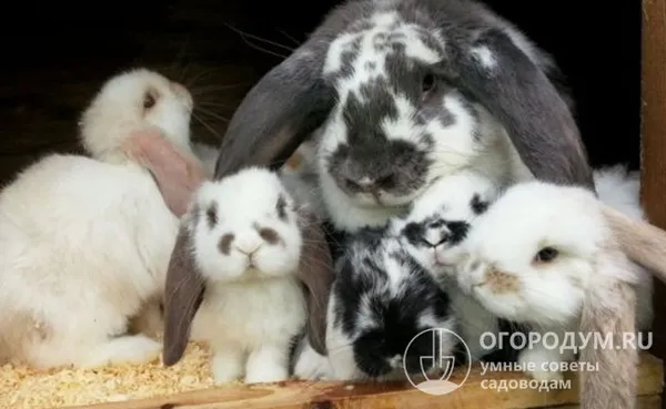 крольчихи способны приносить многочисленное потомство – до 12 крольчат в помете
