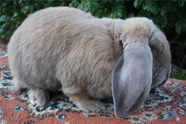 кролик породы французский баран