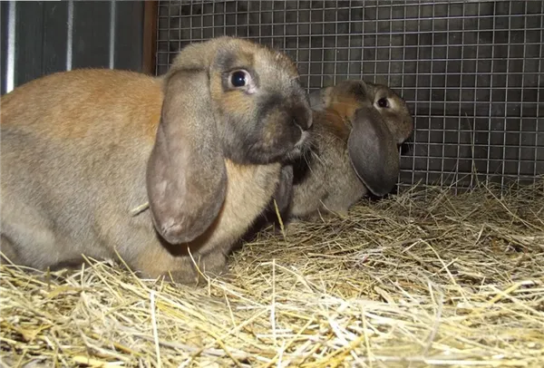 кролики породы французский баран