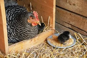 курица и цыпленок породы амрокс