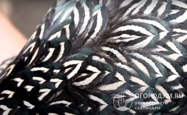 перья кур барневельдер имеют оригинальный двухкаемчатый узор, что придает птицам уникальный вид