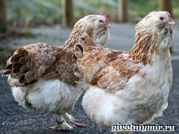 фавероль-курица-описание-особенности-уход-и-цена-породы-фавероль-2
