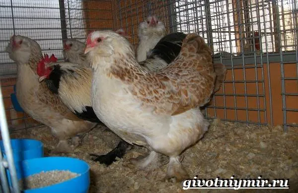 фавероль-курица-описание-особенности-уход-и-цена-породы-фавероль-8