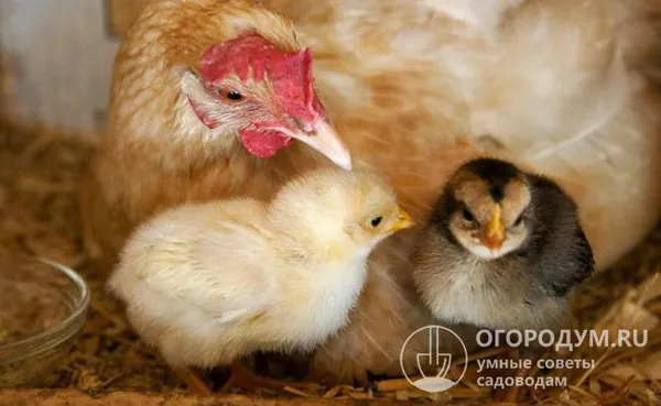 несушки активно проявляют материнский инстинкт – готовность к насиживанию яиц и воспитанию потомства