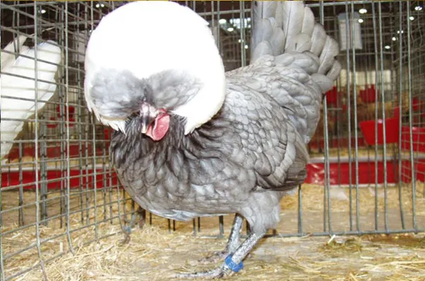 голландская белохохлая курица