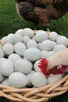 куры клюют яйца: каковы причины и что делать? 