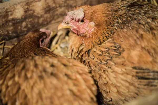 курицы откладывают яйца в гнезде