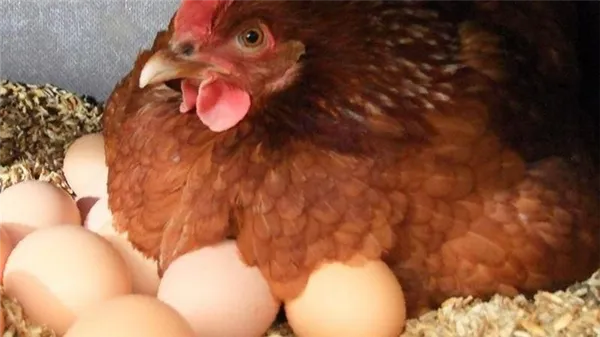 курица на яйцах