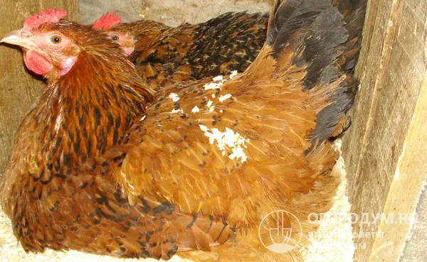 наседки хорошо справляются со своими материнскими обязанностями, могут заботиться и о цыплятах других пород. в процессе высиживания часто забывают о еде, поэтому их нужно время от времени сгонять с гнезда