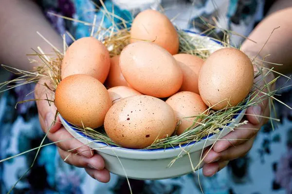 несушки способны в год производить 170 - 250 яиц
