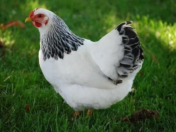 первомайская порода кур