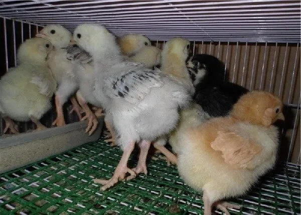 юрловские голосистые цыплята в 2 недели. 