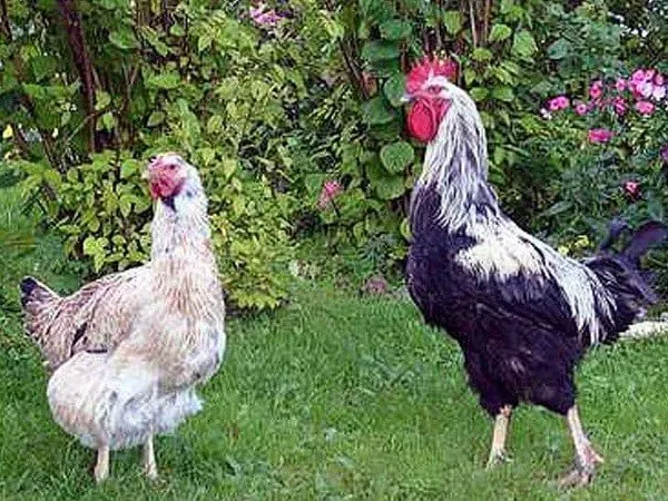 петух и курица юрловская голосистая порода кур. 