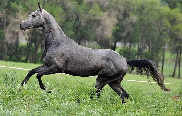 масти-лошадей-описание-особенности-и-названия-мастей-лошадей-19