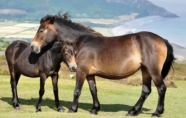 масти-лошадей-описание-особенности-и-названия-мастей-лошадей-31