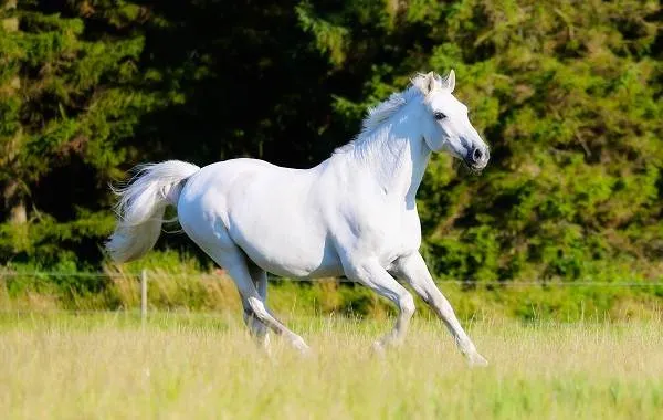 масти-лошадей-описание-особенности-и-названия-мастей-лошадей-24