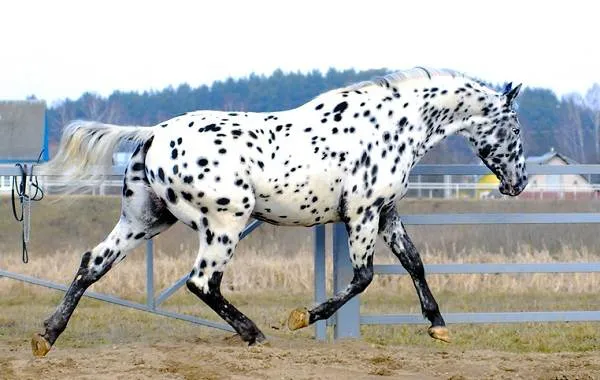 масти-лошадей-описание-особенности-и-названия-мастей-лошадей-25