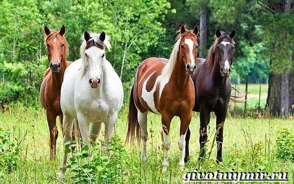 масти-лошадей-описание-фото-и-названия-мастей-лошадей-1