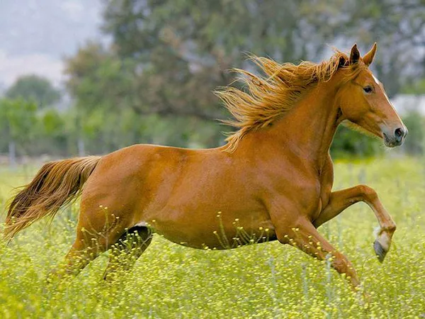 рыжий конь