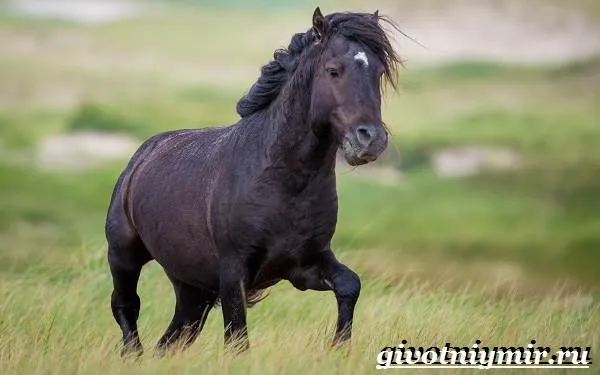 масти-лошадей-описание-фото-и-названия-мастей-лошадей-7