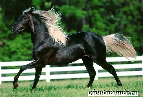 масти-лошадей-описание-фото-и-названия-мастей-лошадей-8