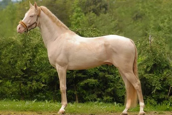 масти-лошадей-описание-особенности-и-названия-мастей-лошадей-16