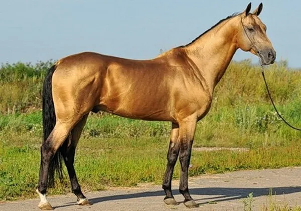 масти-лошадей-описание-особенности-и-названия-мастей-лошадей-30