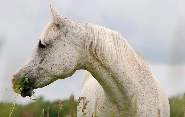 масти-лошадей-описание-особенности-и-названия-мастей-лошадей-33