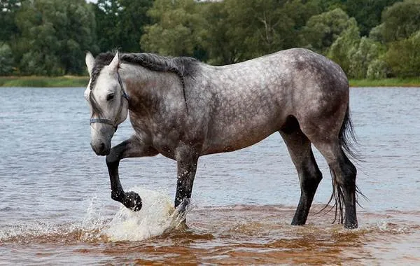 масти-лошадей-описание-особенности-и-названия-мастей-лошадей-21