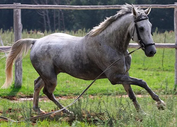 серый конь