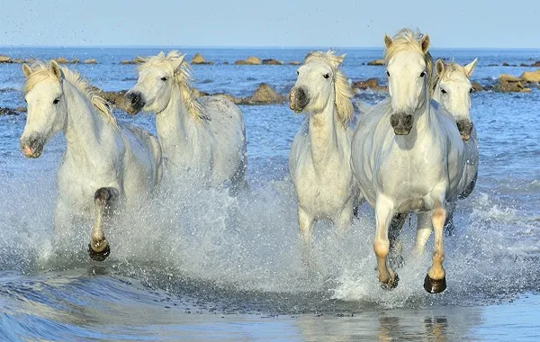 масти-лошадей-описание-особенности-и-названия-мастей-лошадей-36