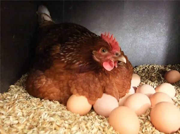 курица снесла много яиц