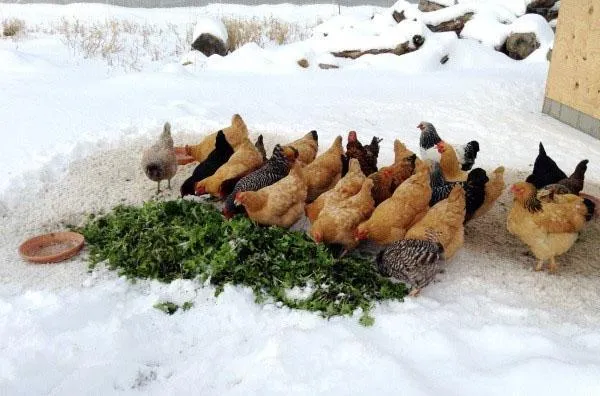 рацион питания кур несушек зимой