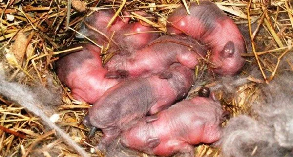 новорожденные кролики