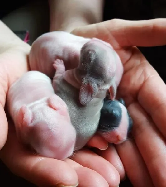 развитие новорожденных кроликов по дням, как они выглядят и правила ухода. развитие крольчат по дням. 2