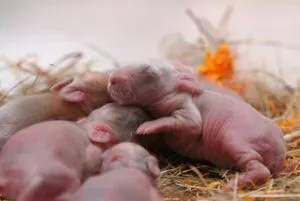 новорожденные крольчата