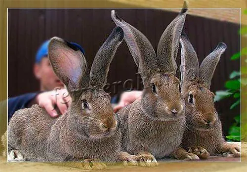 описание кроликов породы ризен. кролики ризен описание породы. 2