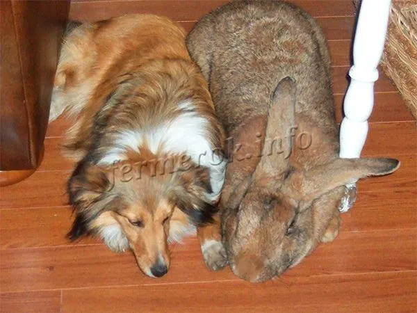 кролики породы ризен могут достигать веса в 14 кг