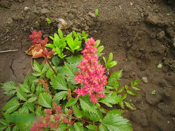 астильба: когда сажать семена на рассаду, выращивание, фото цветов. астильба посадка и уход. 4