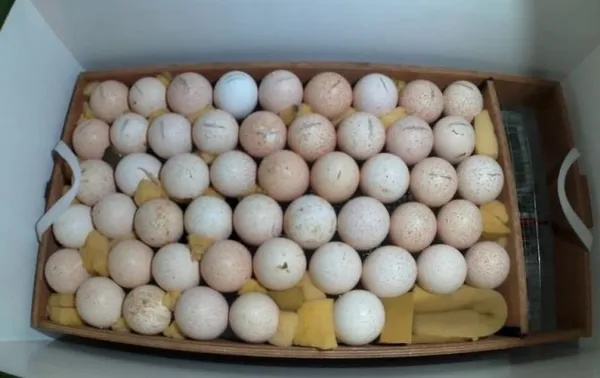 инкубация индюшиных яиц