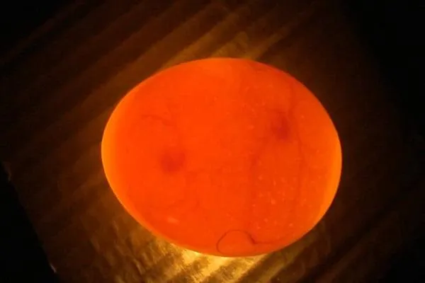 оранжевый круг 