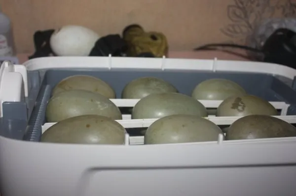 инкубация утиных яиц
