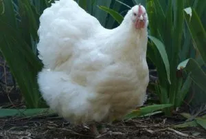 курица орпингтон белая